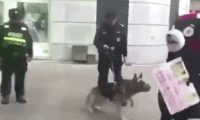 网红熊本熊在广场被警犬追咬,警察:稍息立正,你是警犬不是泼妇