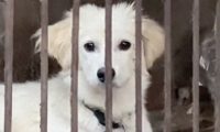 从狗肉店赎出来的乖乖狗,它各种懂事的行为