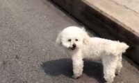 不愿被救助的流浪比熊,看到电动车就追,狗:主人为什么不等我?