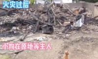 一场火灾让主人和狗狗分隔多日，狗狗不吃不喝等主人归来