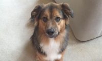 忠犬持续3月每日痴等小主人回家，它不清楚主人读大学要寄宿