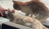 偷吃狗粮的流浪猫，卑微的眼神看着心疼，被救后连吃饭都小心翼翼