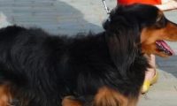 倒车轧死腊肠犬 未按规定养犬 狗主人也有责任