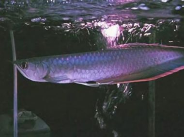 黑龙鱼身份信息