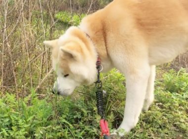 狗狗坐长途晕车了,让它到草地上休息,它竟然吃起草来,草药吗?