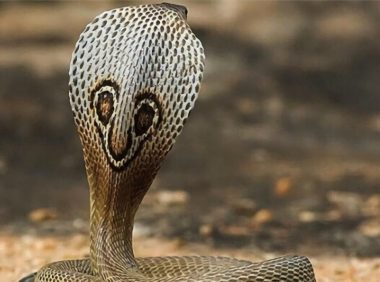 印度眼镜蛇身份信息