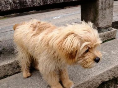 它有主人,却活得不如只流浪狗,被带走时,它满是不舍