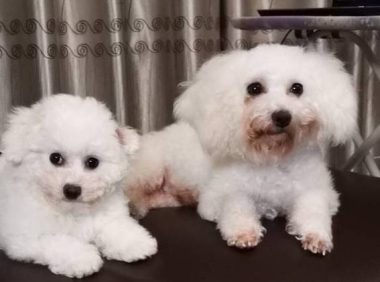 两只离不开主人的比熊犬,恨不得长在主人身上,网友:好有爱啊!