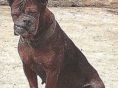 巨型犬跟土狗打架斗殴,认为平稳,結果脸都挨打歪掉了,真戳心