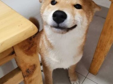主人教育犯错的柴犬，但见到它很不屑的小表情，如何很想打它呢！