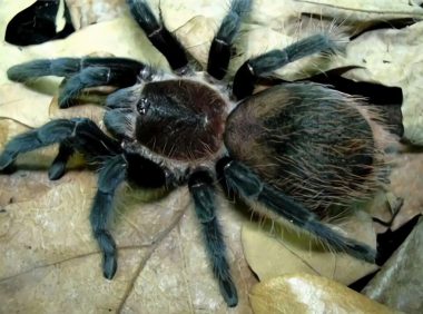 哥斯达黎加红尾身份信息