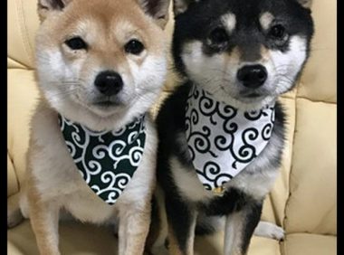 6个月大的秋田犬，看上去好像二只柴犬的母亲，身型差别也太大