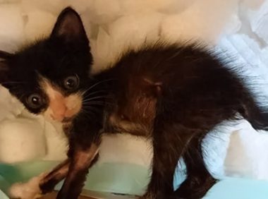 捡了只小奶猫让狗子带,没想到这货长大后居然比狗还大只!