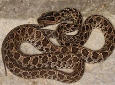 繁花林蛇身份信息