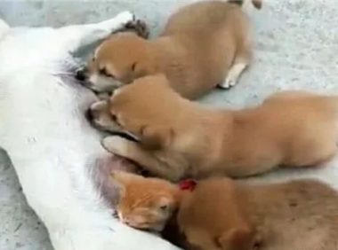 橘猫每天来蹭奶，吃不饱的小狗急了，一个动作引发“猫狗大战”