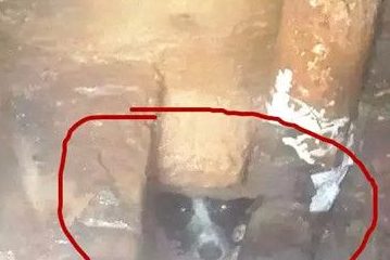 为救卡下水道的小狗 消防3次出动钻人孔爬粪坑