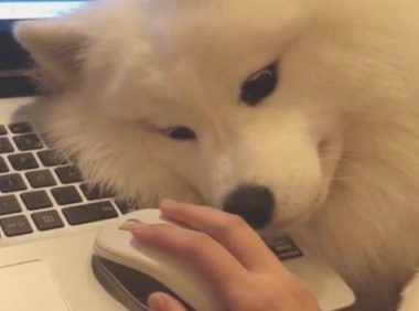 主人不陪小狗玩，呆萌萨摩耶不高兴在主人玩游戏时捣乱，主人啼笑皆非