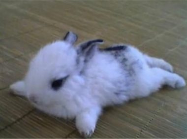 多瓦夫兔身份信息