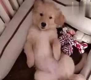 网购了一只金毛犬，快递到家时主人笑出鼻涕