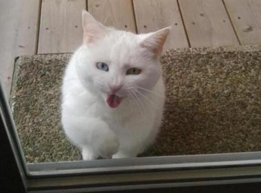 新型宠物服务受热捧 上门喂猫遛狗成新业态