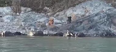 无人岛传出阵阵哀鸣，当大家人心惶惶时发现…上面有两只狗狗！