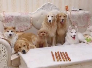 主人怕二哈拆家, 出门前特意把它关进狗笼里, 结果还是防不胜防