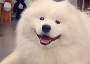 两狗咬死邻九百只鸡 主人称鸡窝有洞应减罚