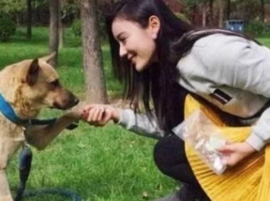 流浪狗被抛弃后瘦骨嶙峋，留学生好心收养，一个半月后送回老家！