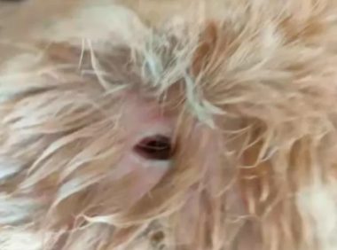 我家小鹿犬“丢丢”有个坏习惯