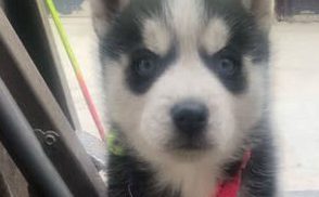 家里跑来一只流浪狗，男子养了两天后转手卖掉，被网友骂惨了