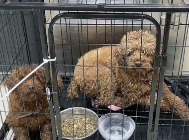 主人搬家把2只狗遗弃，狗狗守着行李不愿离开，它们还在等主人