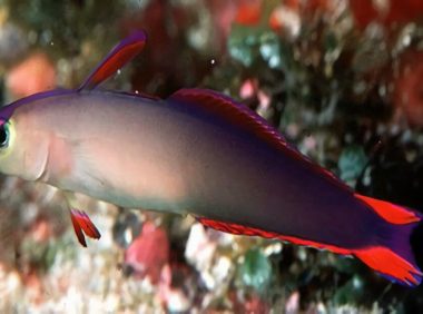 华丽线塘鳢身份信息