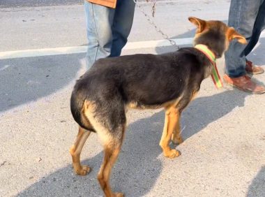 网友百般劝说,瘦狗狗还是580进了狗肉笼,网友:既然卖了,这狗就是菜