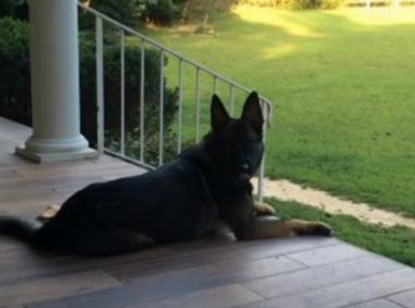 小狗情商高令人震惊,守候主人渡过漫漫长路日子,与主人把酒言欢!