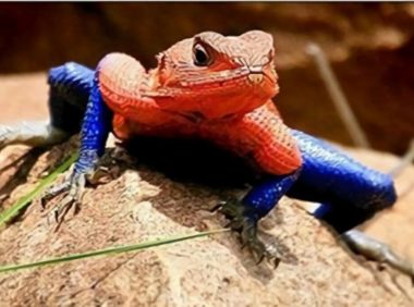 彩虹飞蜥身份信息