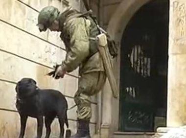 全球牺牲率高的军犬非德牧, 而是中国大部分家庭养殖此宠物犬