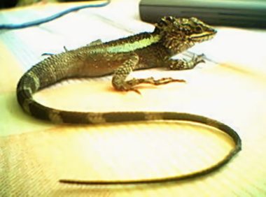 北草蜥身份信息