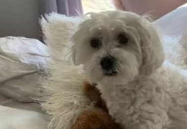 狗狗把最心爱的玩具弄丢了,没想到找回后被这样折腾…