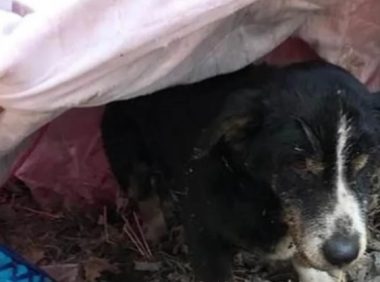 狗狗去世被埋葬,不料几日后竟出现在社交平台