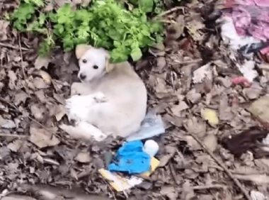 无助可怜的流浪狗躲在偏僻臭水沟照顾孩子