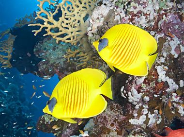 黄色蝴蝶鱼身份信息