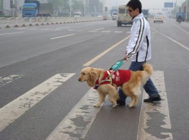 超萌导盲犬,奋不顾身保护主人,感人影片曝光
