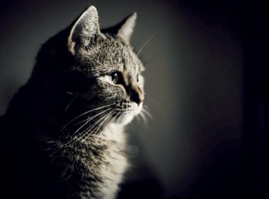 隐秘的宠物殡葬,猫猫狗狗们的死亡价码