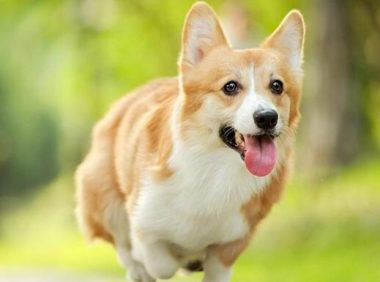 上海滨江森林公园可以带狗吗 | 滨江森林公园试行带犬入园 文明养犬是硬杠杠