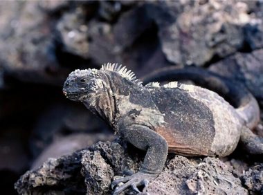 海鬣蜥身份信息