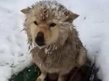 狗妈妈被冻得瑟瑟发抖,却不愿离开,路人靠近后:母爱真伟大