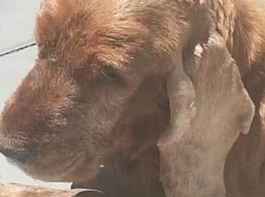 狗狗头顶给出朵小花，主人送去一查验，听见結果猛然瘫在地面上