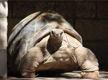 亚达伯拉象龟身份信息