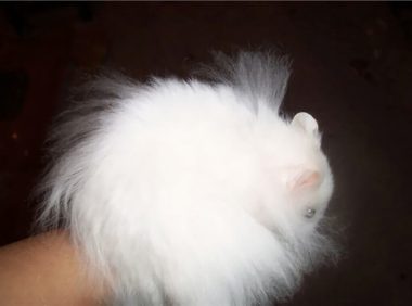 西施熊身份信息