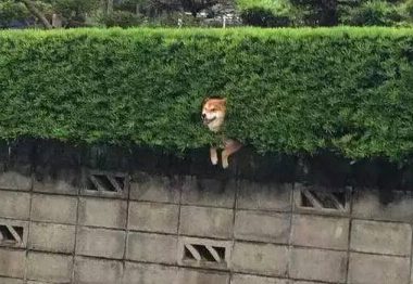 呆萌柴犬在路边被卡住 网友发现被萌坏了